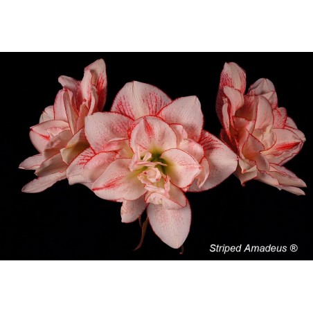 Buy white amaryllis Striped Amadeus | Double flowering amaryllis