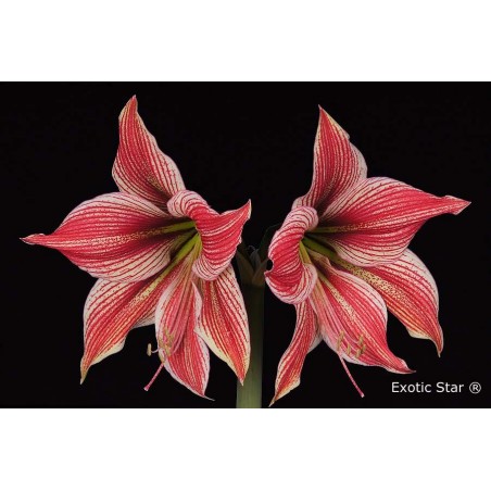 amaryllis exotique bulbes
