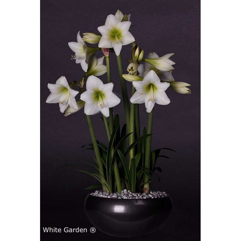 White Amaryllis Flower Bulb Garden Amaranth Com White Garden Is A Special Amaryllis Multiflora You Will Have Multitude Of Flowers To Enjoy With Because The Cer
