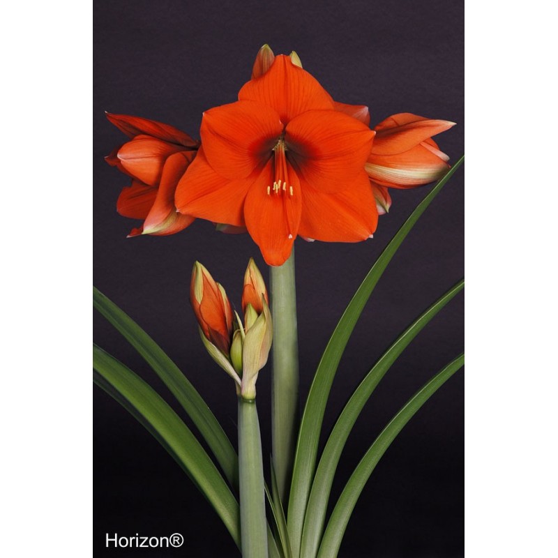 orange amaryllis flower