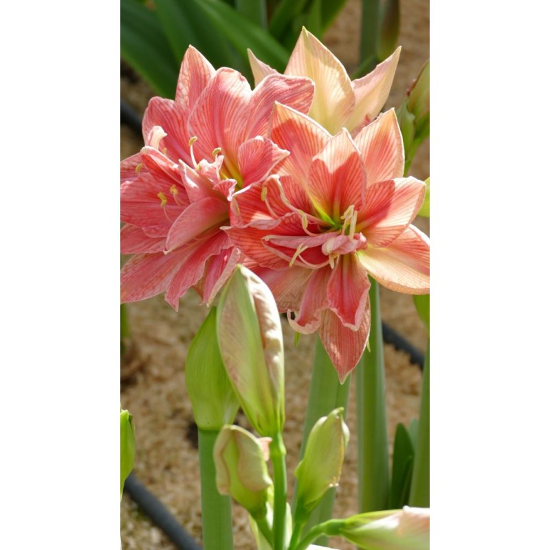 Amaryllis Zwiebel kaufen Sweet Nymph Doppelblütige Amaryllis