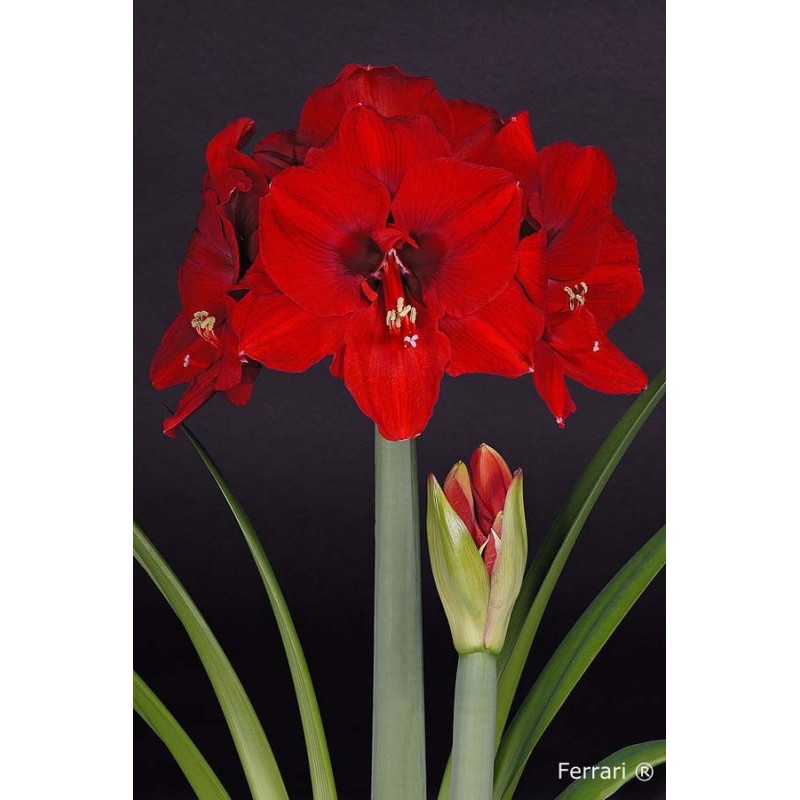 Amaryllis Ferrari red Amaranth Amaryllis Order directly online