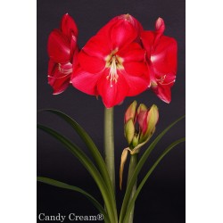 Candy Cream