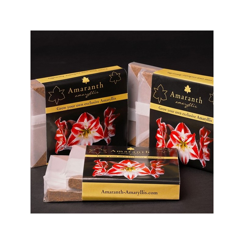 Amaranth Coconut Pot Soil + Plant bowl complete for Multiflora