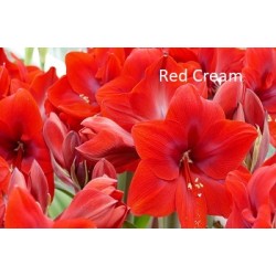 Price Stopper 3 Bulbs
