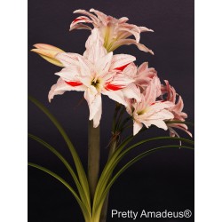Pretty Amadeus