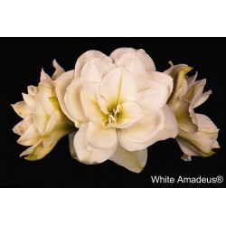 Price Stopper 3 Bulbs
