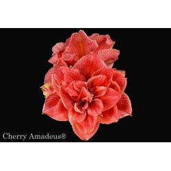 Cherry Amadeus
