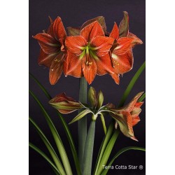 Terra Cotta Star®