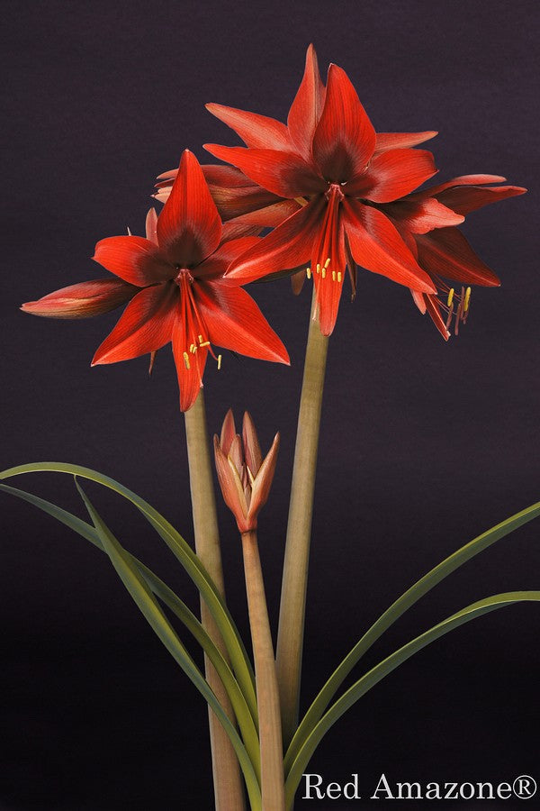 Red Amazone®