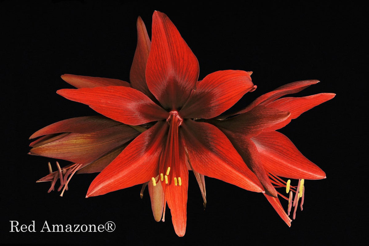 Red Amazone®