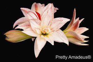 Pretty Amadeus®