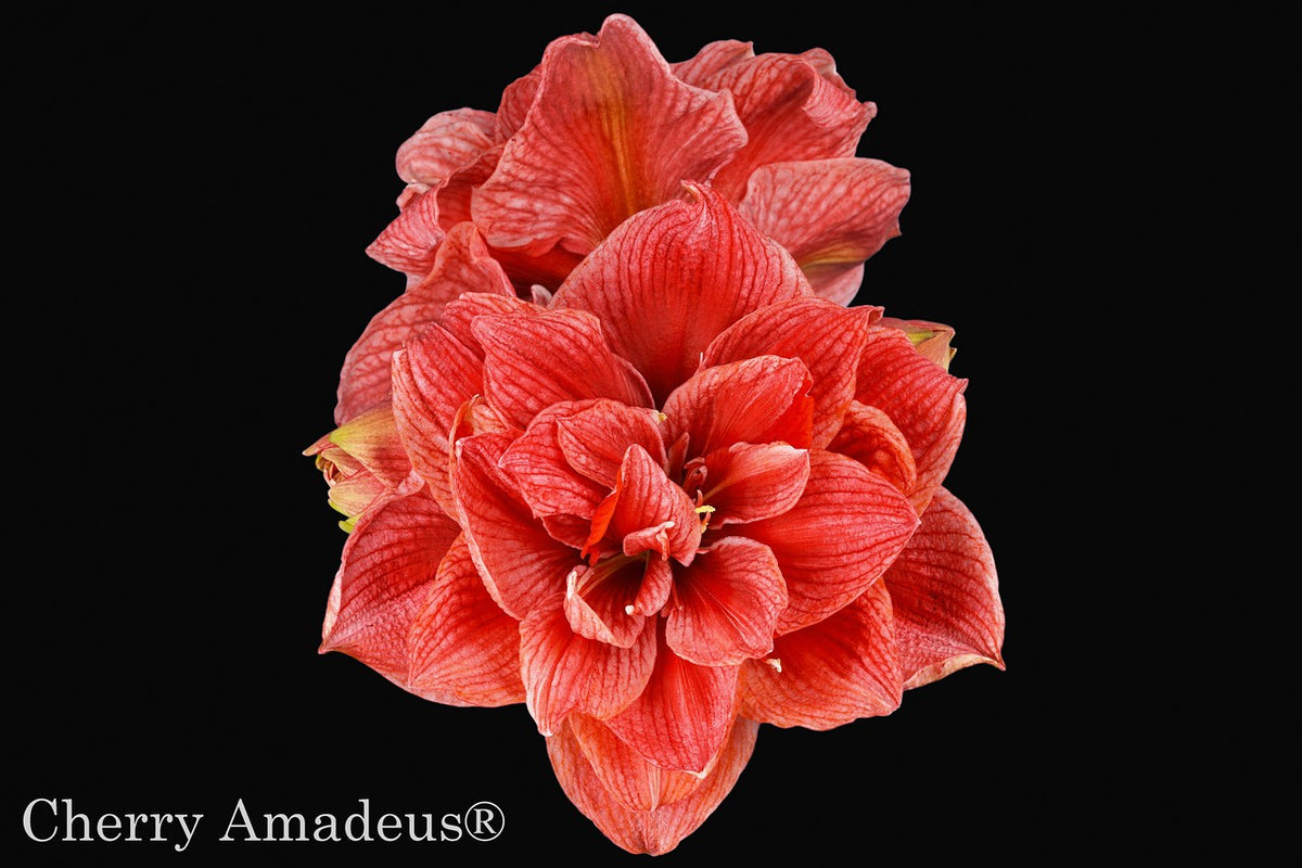 Cherry Amadeus®