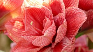 Cherry Amadeus®