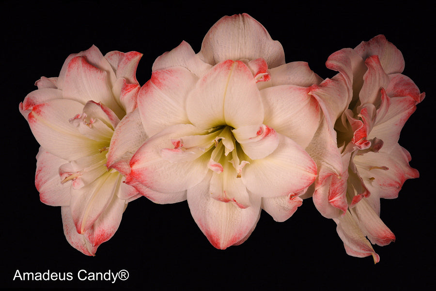Amadeus Candy®