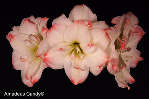 Amadeus Candy®