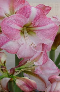 Blossom Grandise®