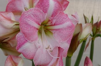 Blossom Grandise®