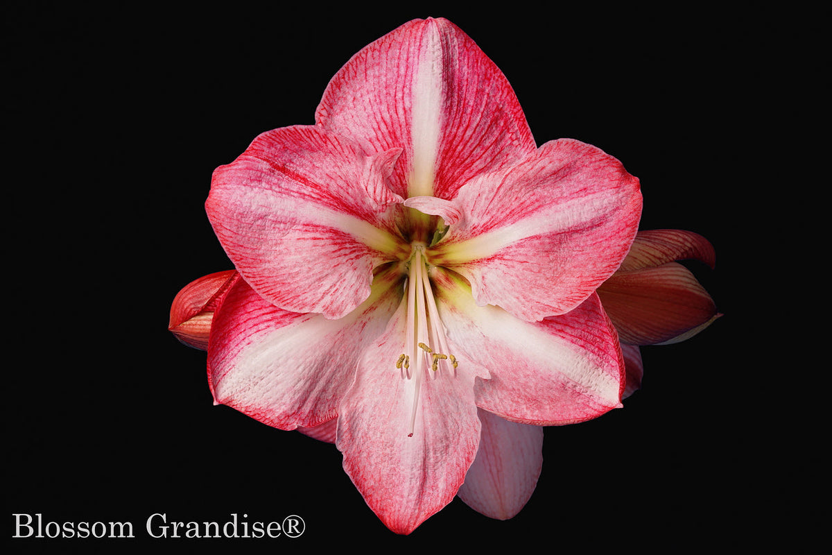 Blossom Grandise®