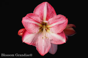 Blossom Grandise®
