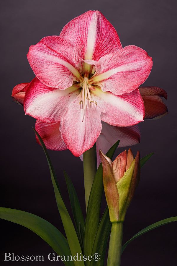 Blossom Grandise®