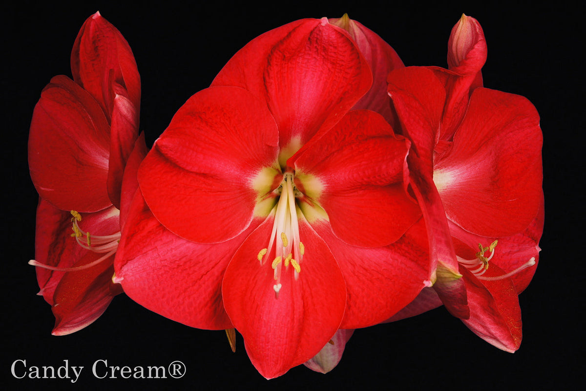 Candy Cream®