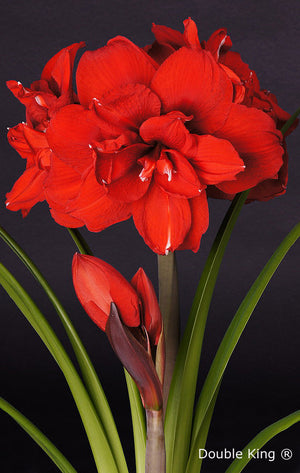 Aanbieding; 3x Double King met 30% korting