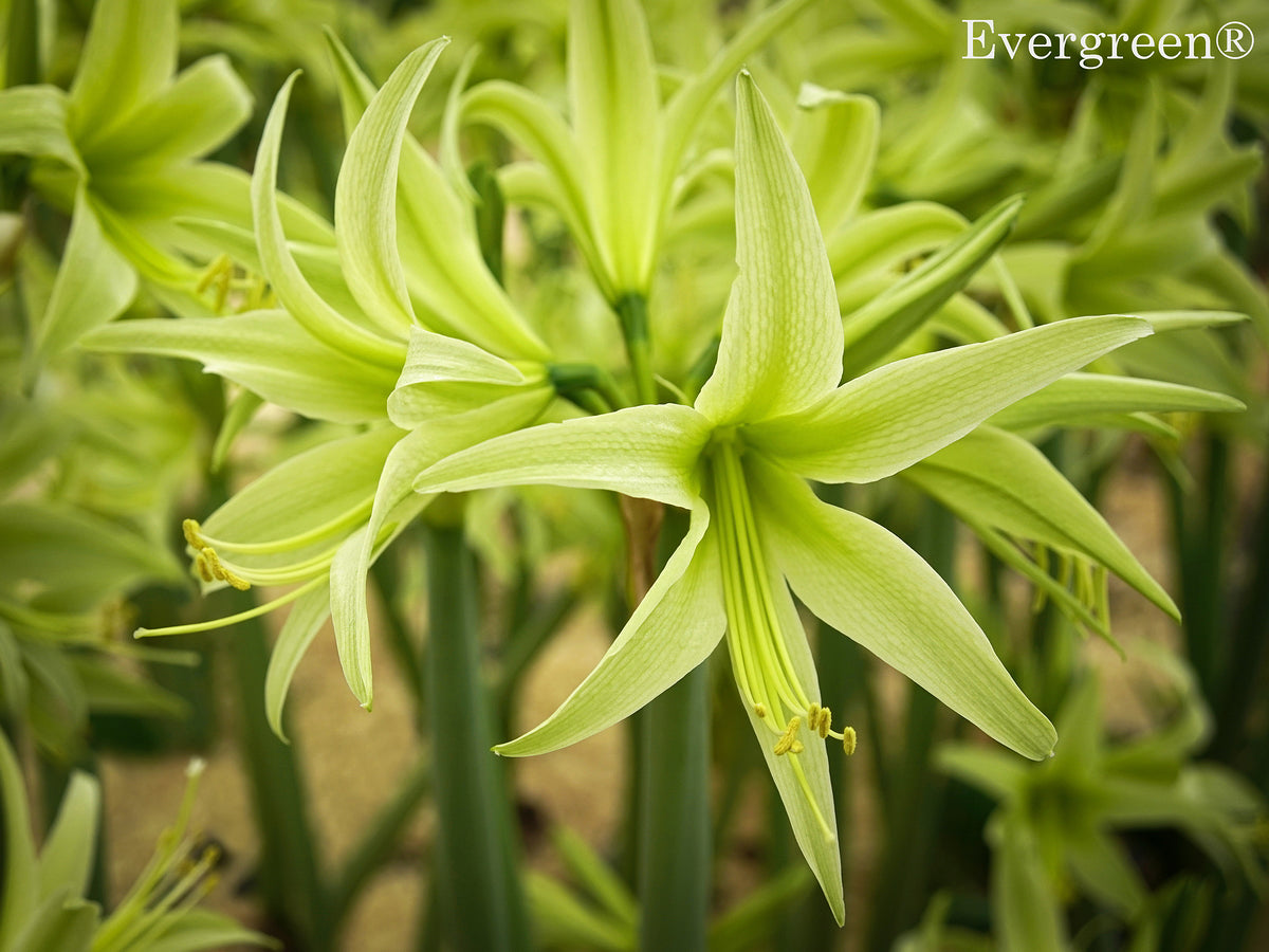 Evergreen®