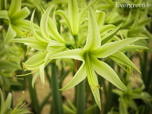 Evergreen®