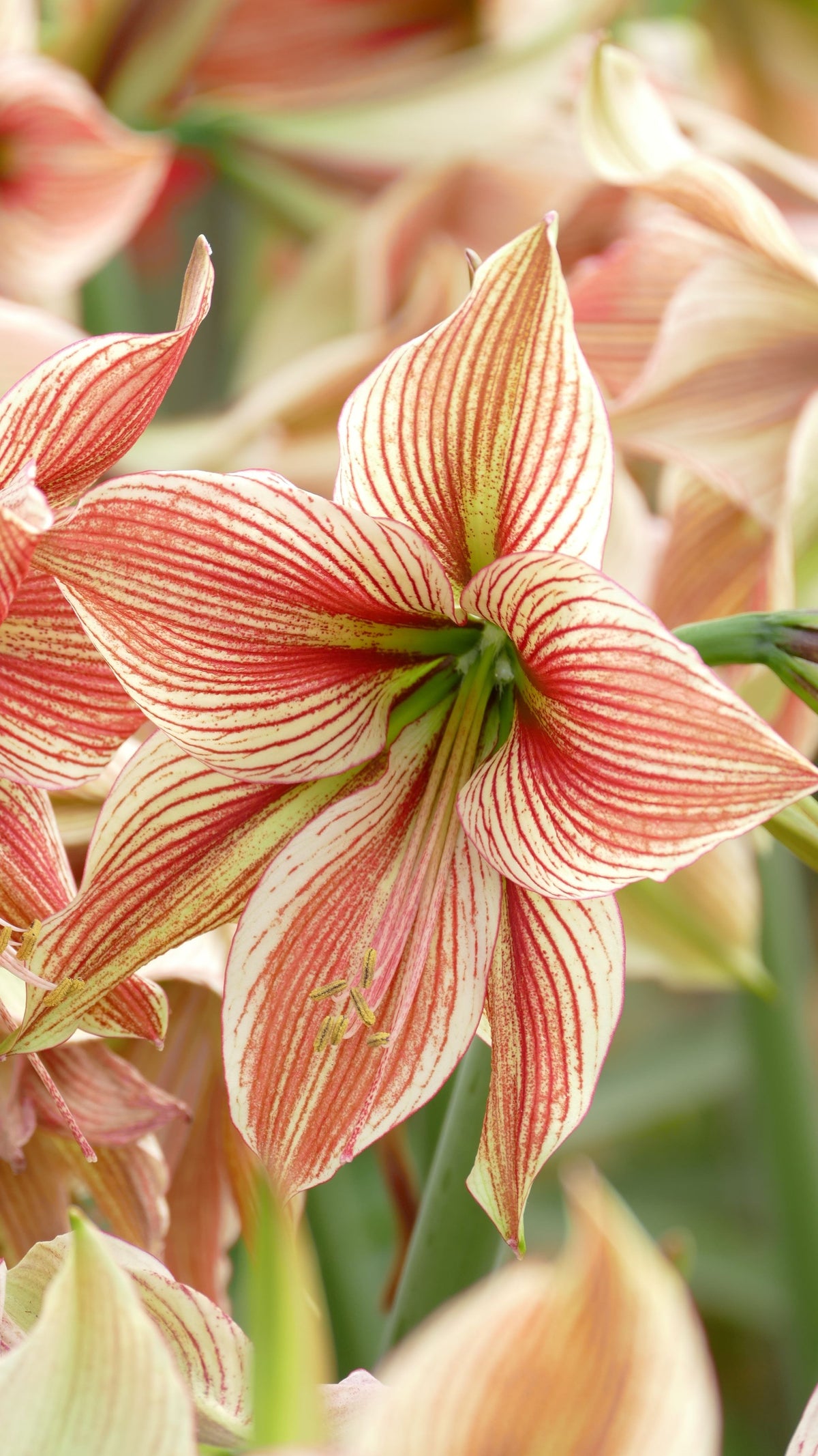 Exotic Star®