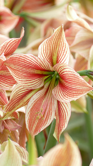Exotic Star®