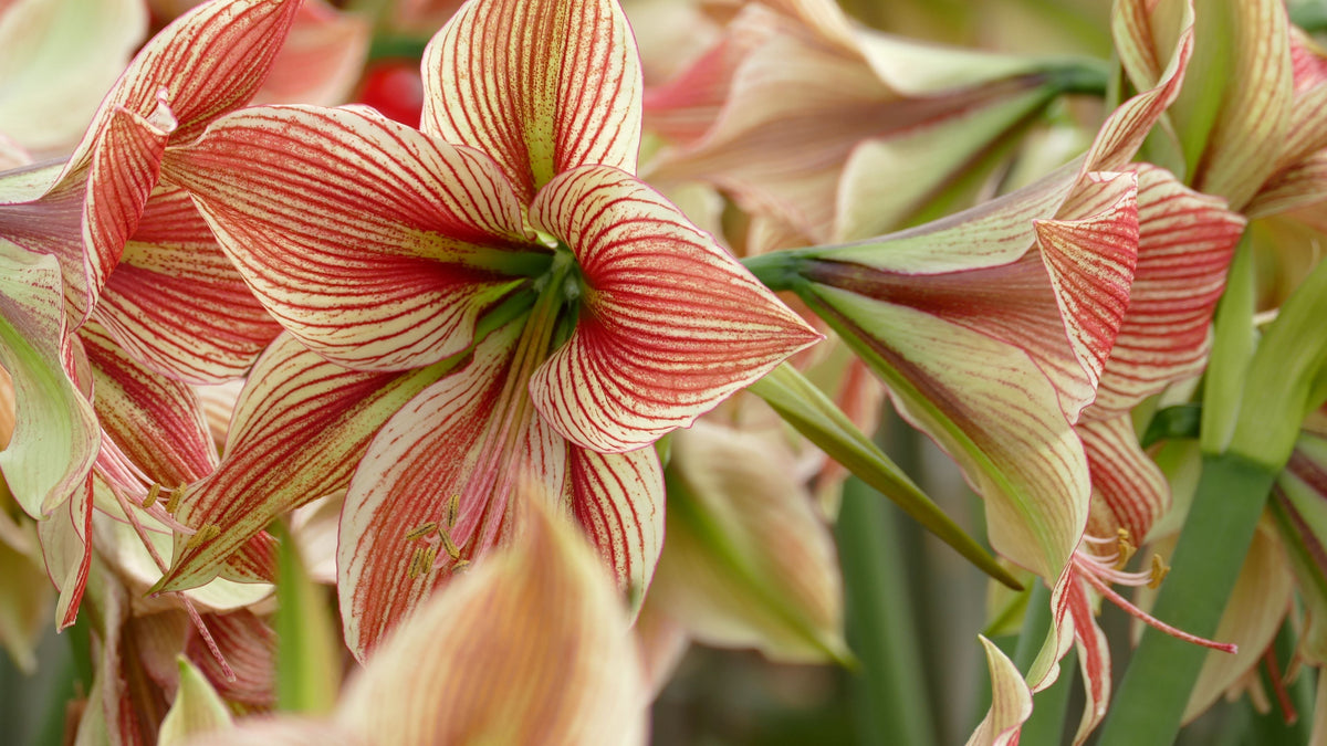 Exotic Star®