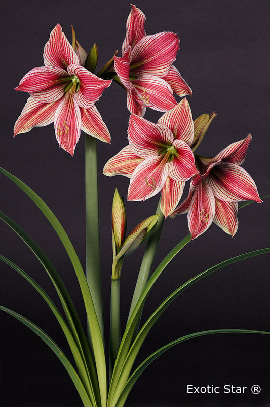 Exotic Star®