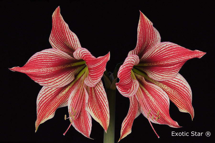 Exotic Star®