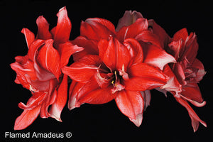 Flamed Amadeus®