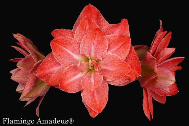 Flamingo Amadeus®