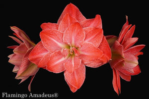 Flamingo Amadeus®