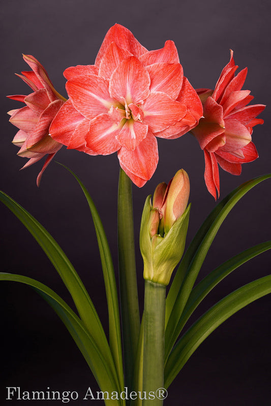 Flamingo Amadeus®