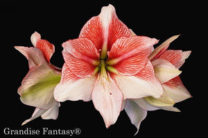 Grandise Fantasy®