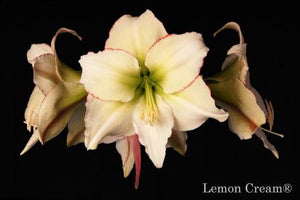 Lemon Cream®
