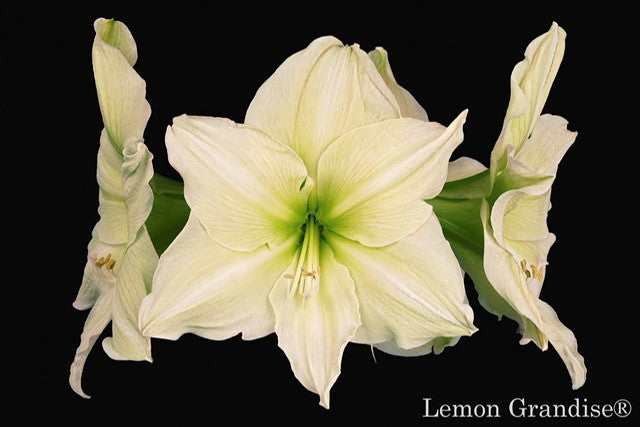 Lemon Grandise®