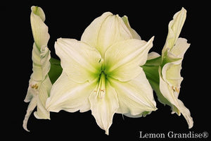 Lemon Grandise®