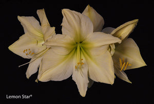 Lemon Star®