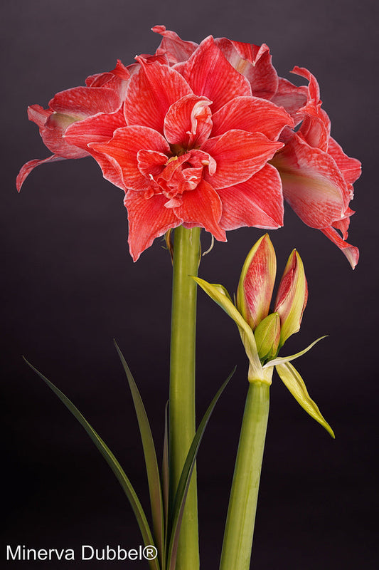Minerva Double®