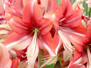 Pink Amazone®