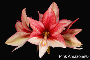 Pink Amazone®