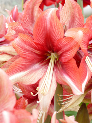 Pink Amazone®
