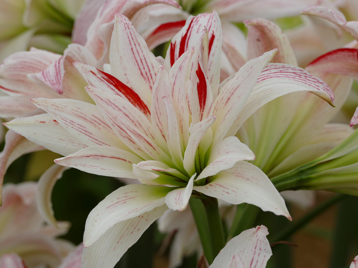 Pretty Amadeus®