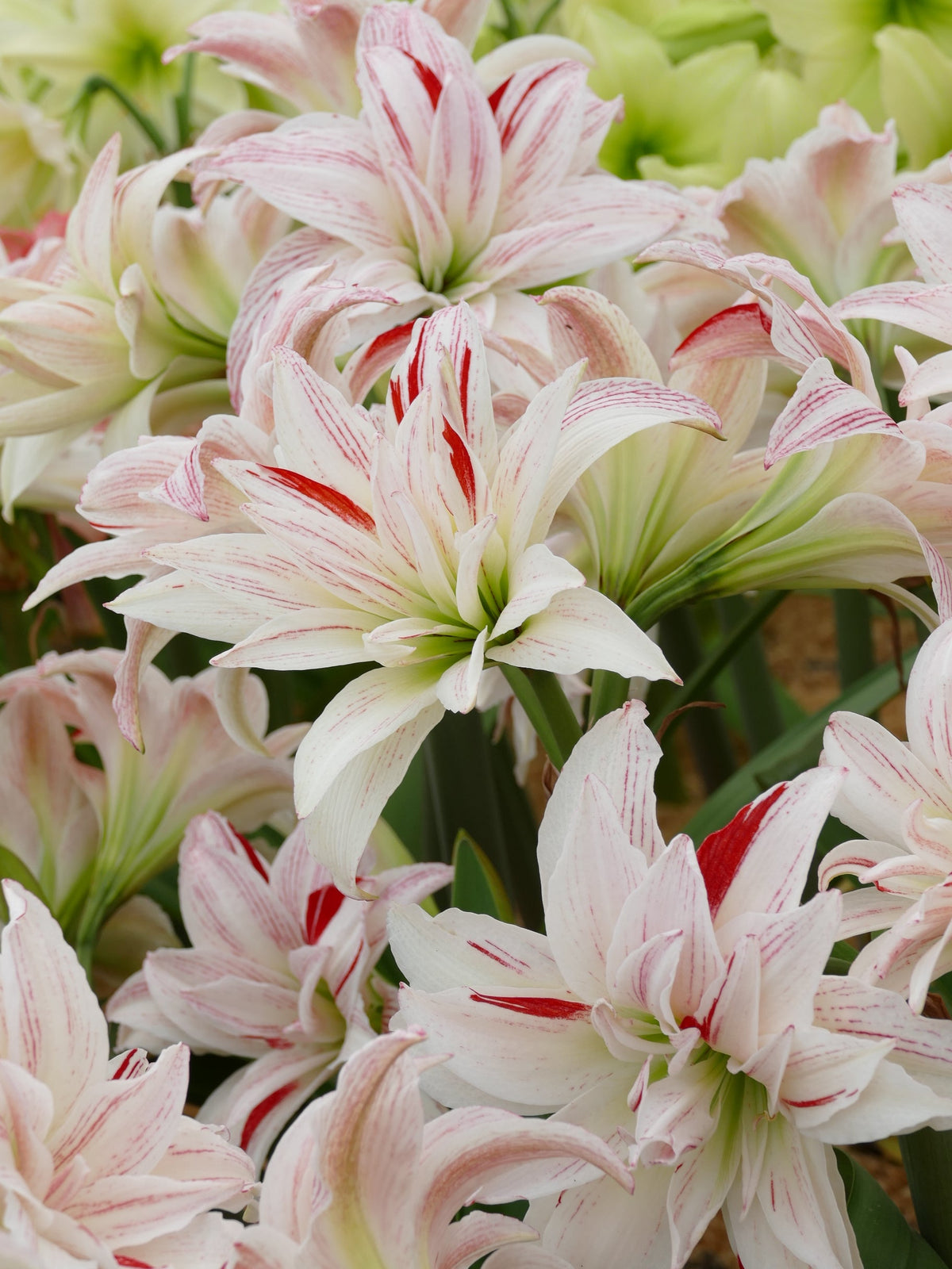 Pretty Amadeus®