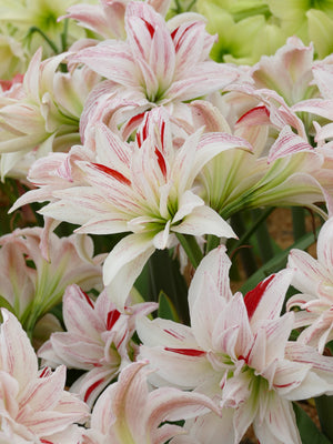 Pretty Amadeus®